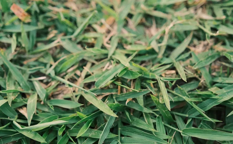 Close-up of lawn grass with broad flat blades