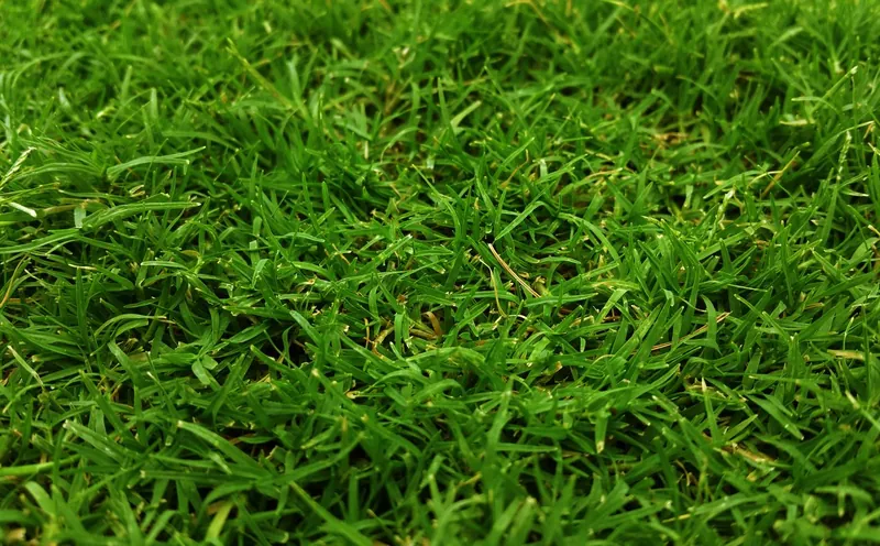 Dense, deep green lawn grass