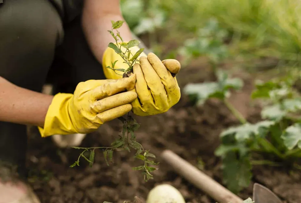 Hands in yellow gloves setting a young seedling into dark garden soil