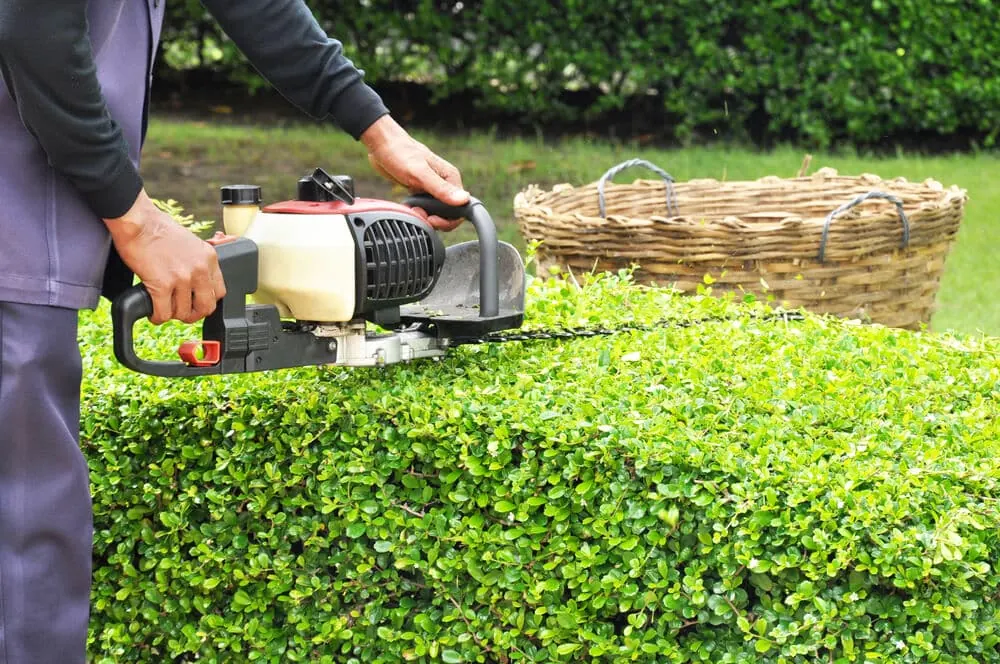 Gloved hands running a hedge trimmer along the top of a green hedge