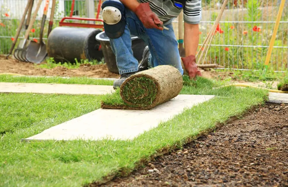 Rolling out fresh sod beside a garden path