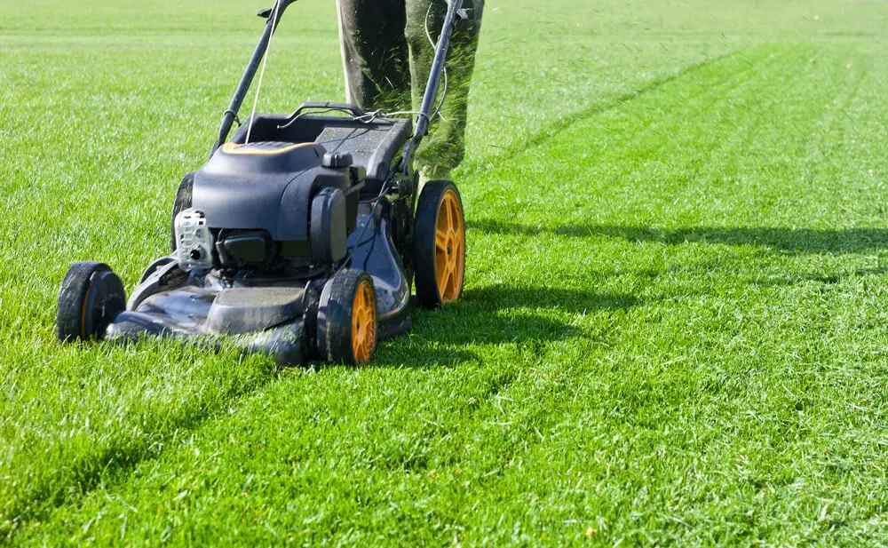 Black push mower cutting stripes into a green lawn