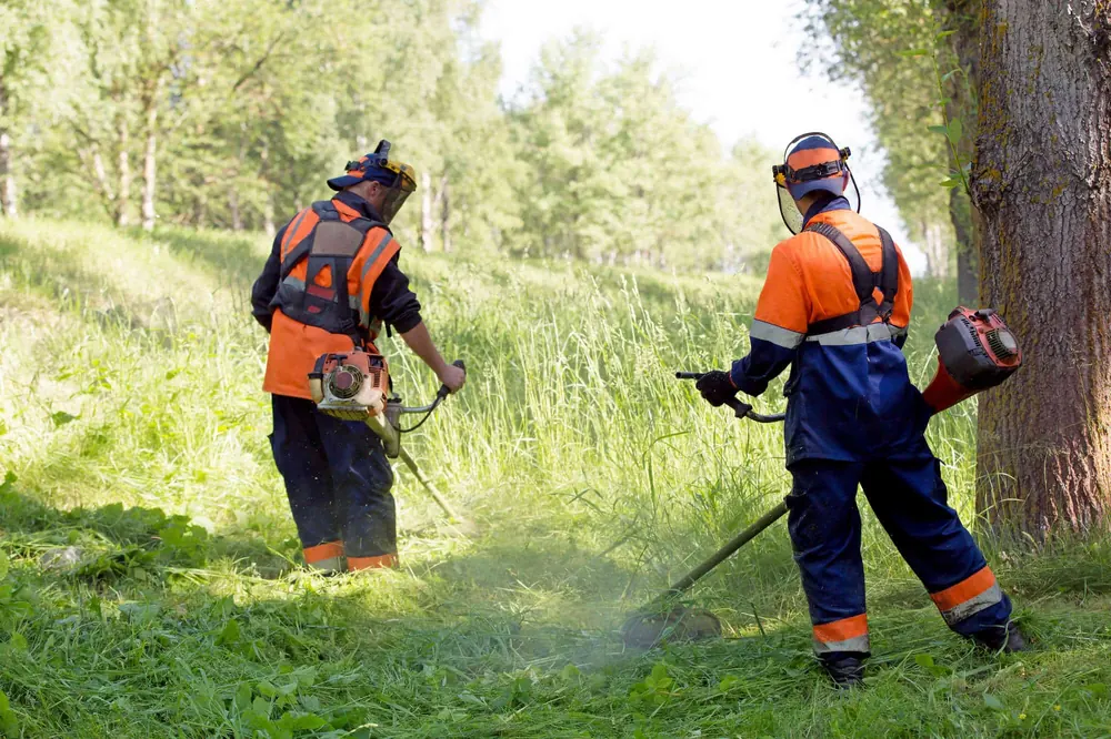 Two workers string trimming tall grass