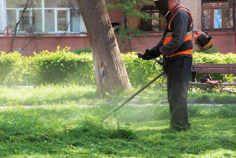 Worker string trimming a lawn beside a hedge