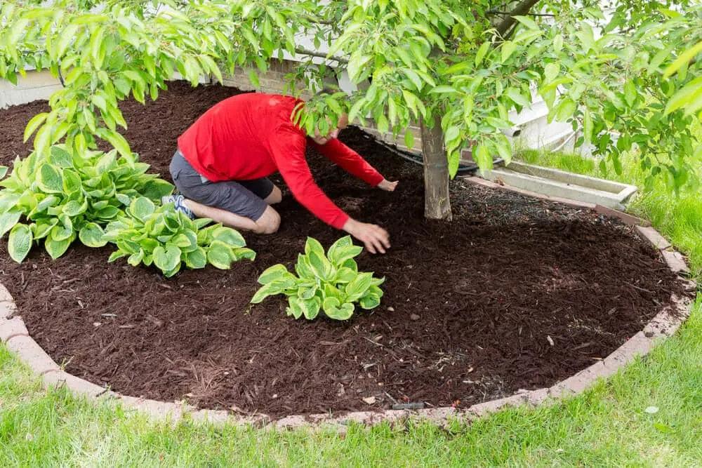 Gardener in a red shirt spreading dark mulch in a round bed under a young tree