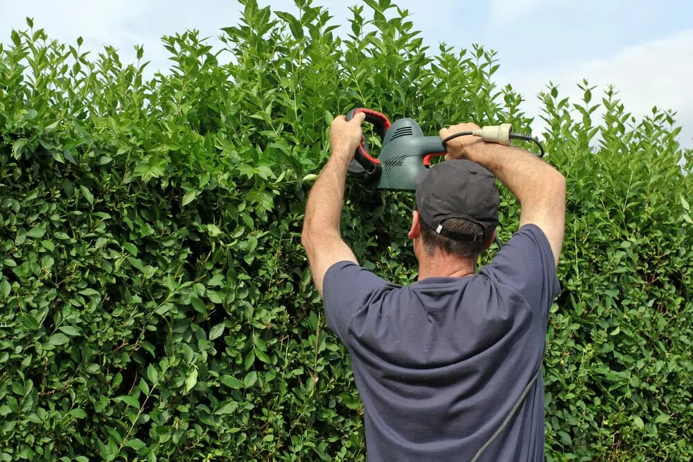 Worker trimming a tall hedge with a hedge trimmer