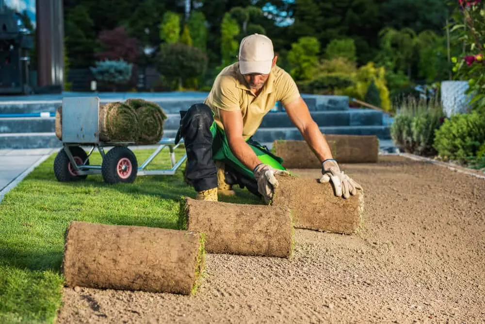 Landscaper laying rolls of sod on a prepared yard