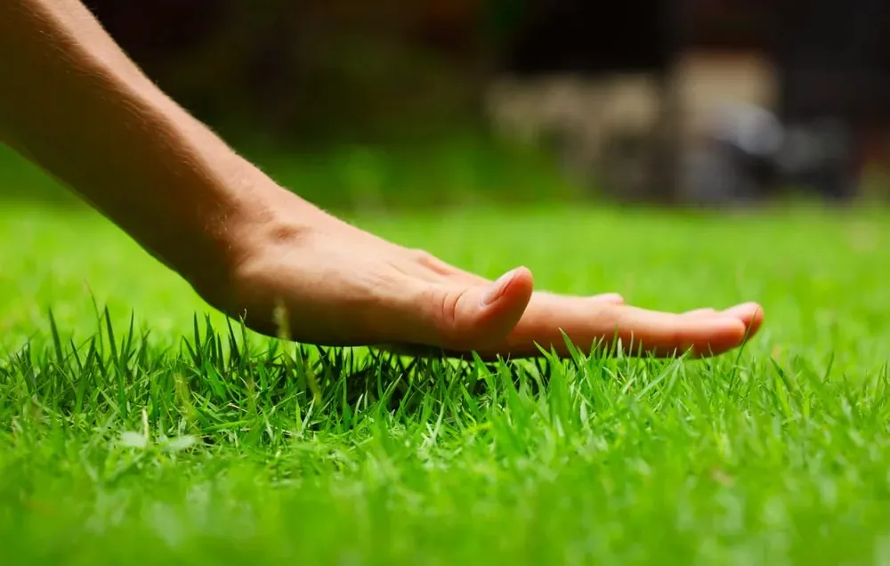 Hand brushing across the top of thick green grass