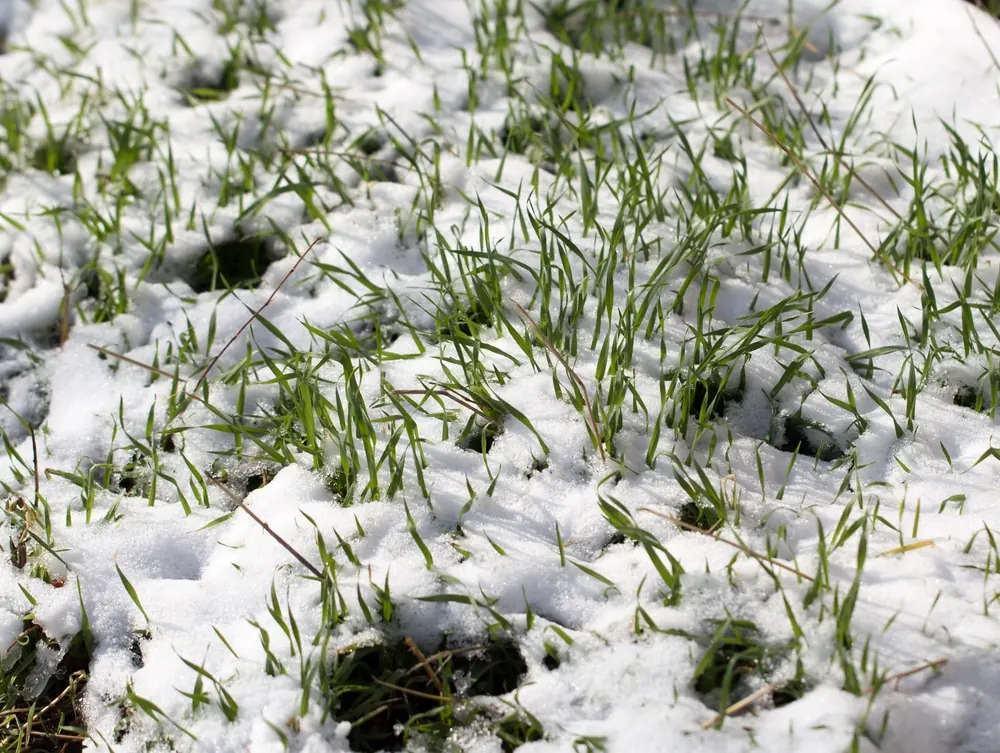 6 Lawn Care Tips for Maintaining a Healthy Yard During Winter
