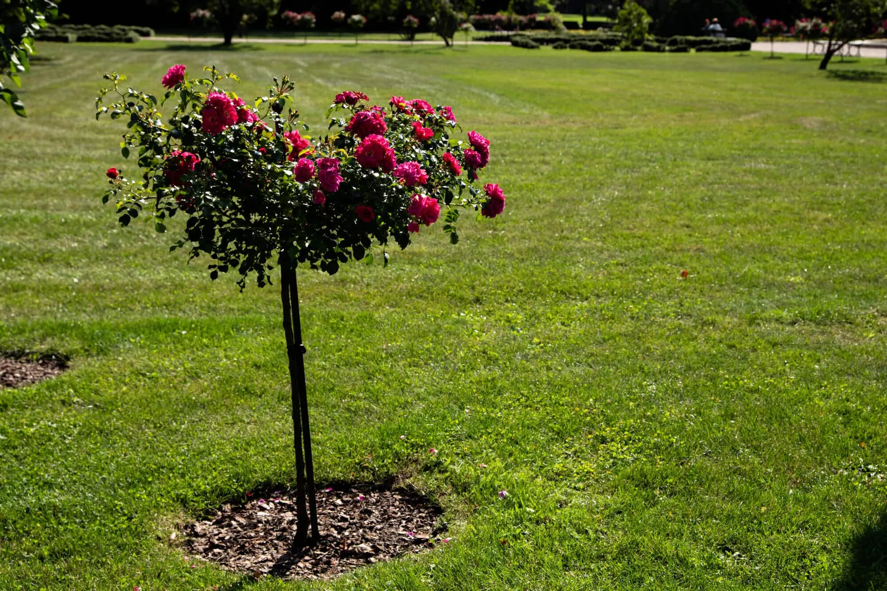 Standard rose tree in bloom on a wide, freshly cut lawn