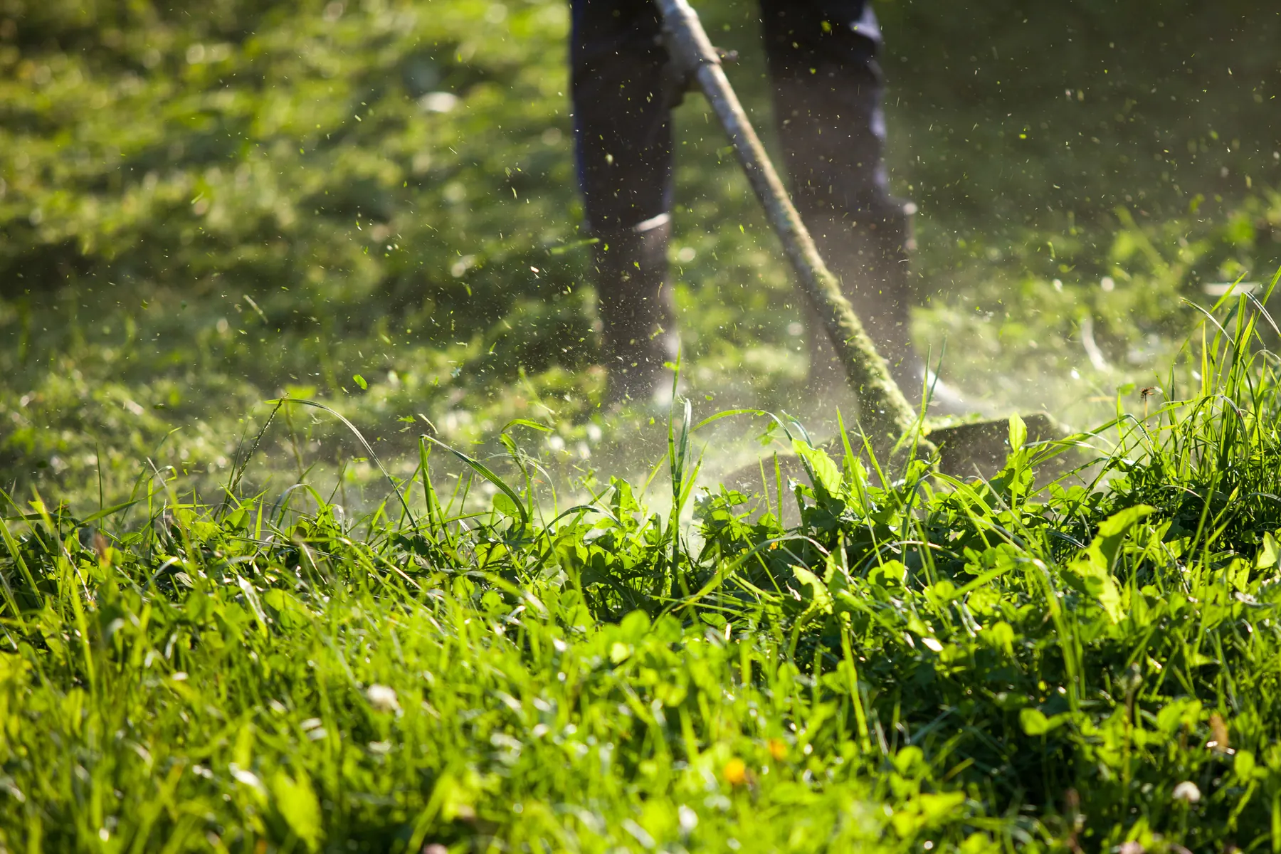 String trimmer cutting through tall green grass, with clippings flying in the sunlight