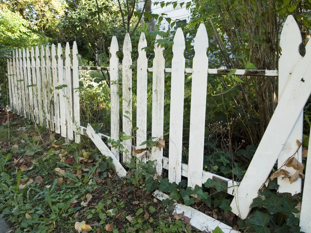 Broken white picket fence leaning over an overgrown, leaf-covered garden bed