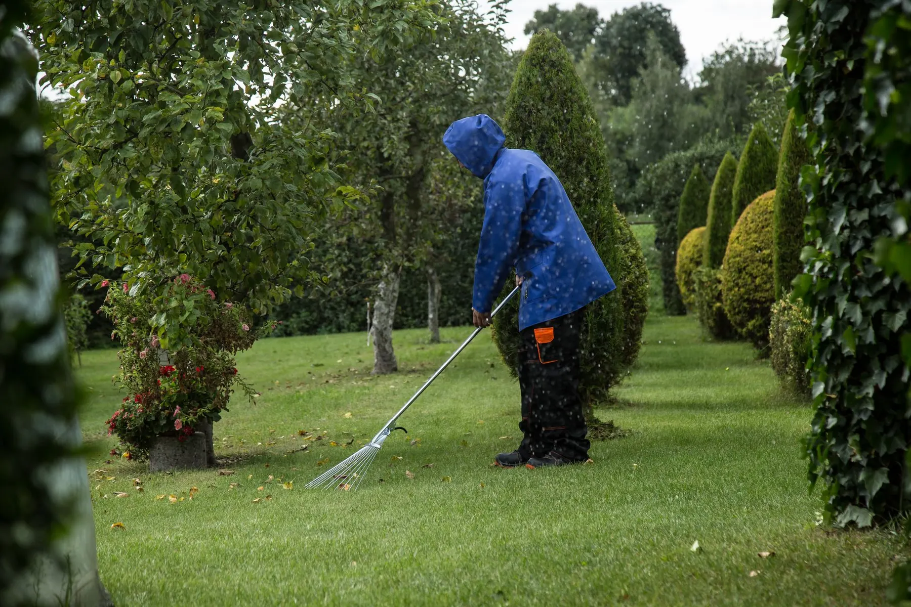 Person in a blue rain jacket raking leaves off a garden lawn lined with shrubs