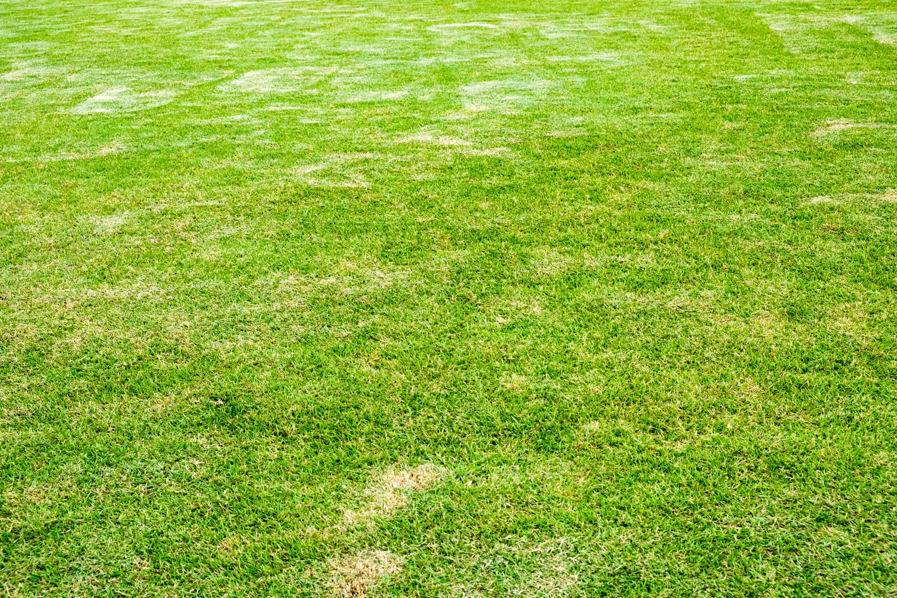 Wide green lawn with a few sun-dried patches in summer heat