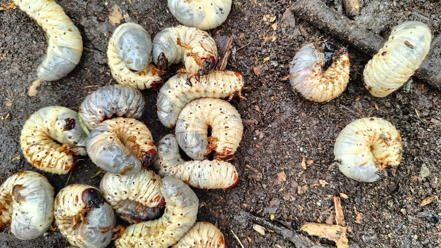Common Lawn Pests and How to Treat Them in New Orleans, LA
