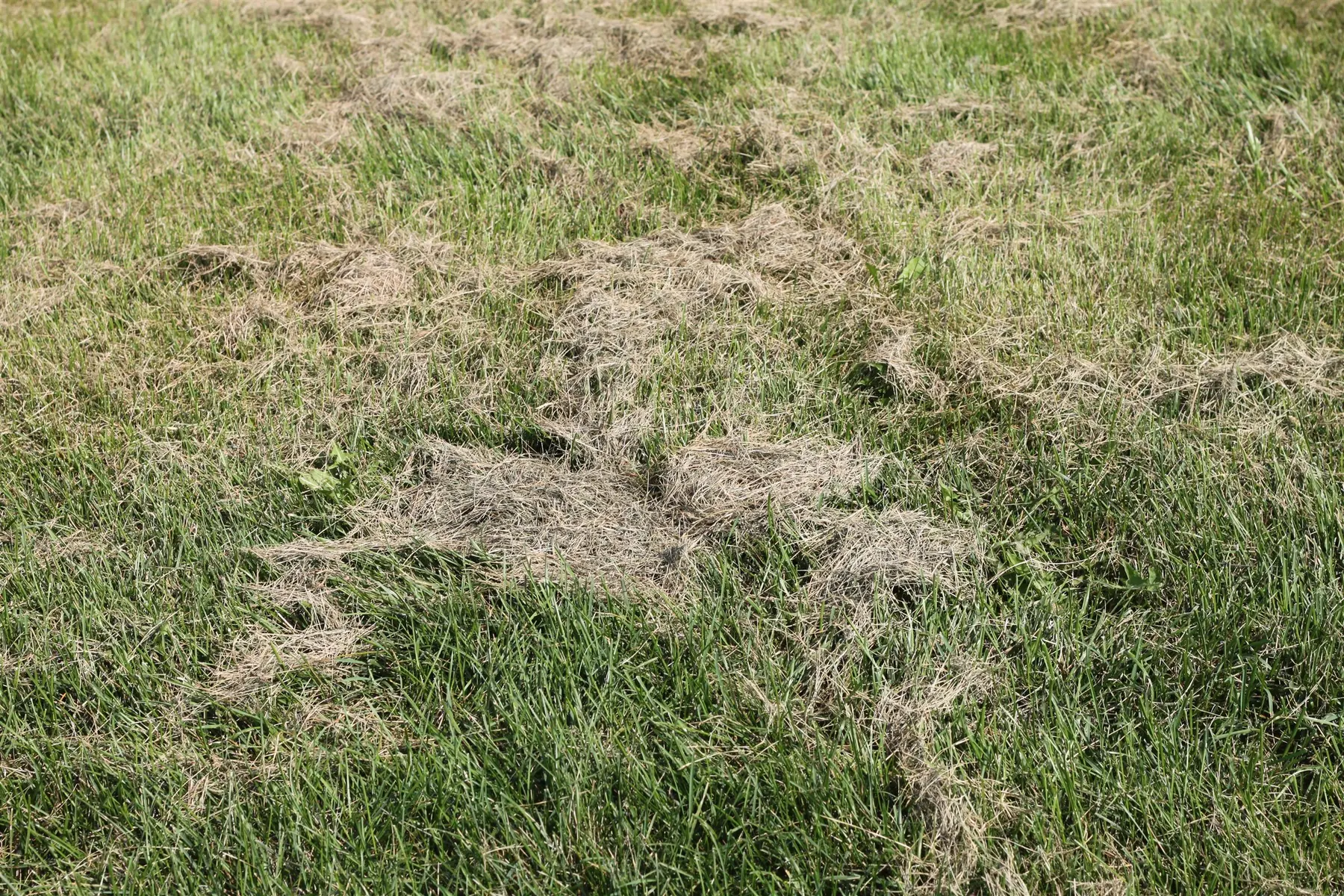 Green lawn with clumps of dry, dead grass matted across the turf