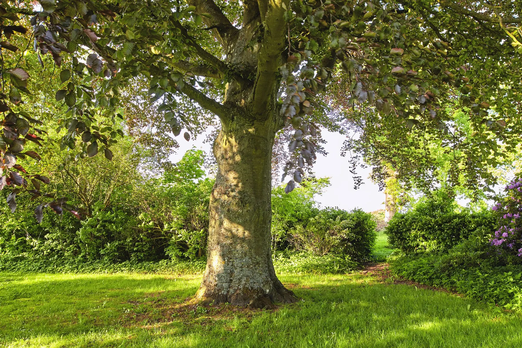 Large shade tree spreading over a sunlit lawn edged with shrubs