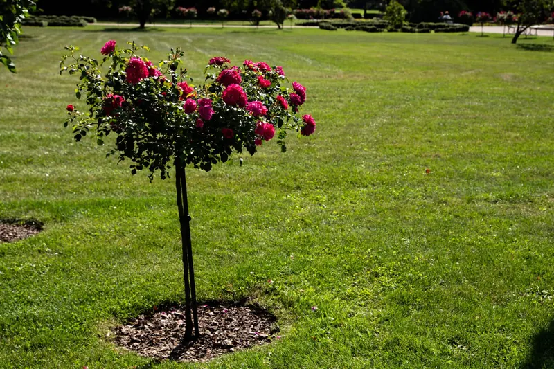 How Do You Keep Grass Alive In The Winter?
