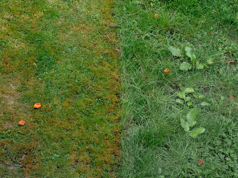 How to Keep Your Garden and Lawn Weed-Free