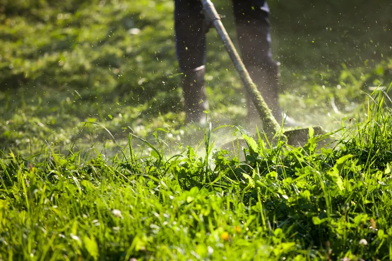 Creating a Low-Maintenance Garden: Plants and Designs for Easy Care