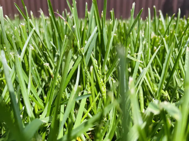 Choosing the Right Grass Type for Your Yard in New Orleans, LA