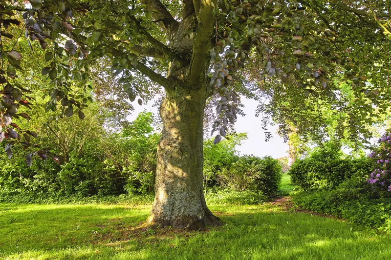 Can You Grow Grass in 100% Shade in New Orleans, LA?